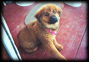 little booboo