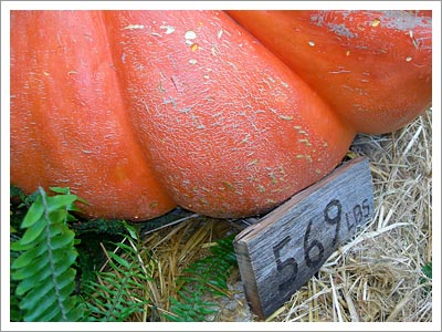 Pumpkin patch